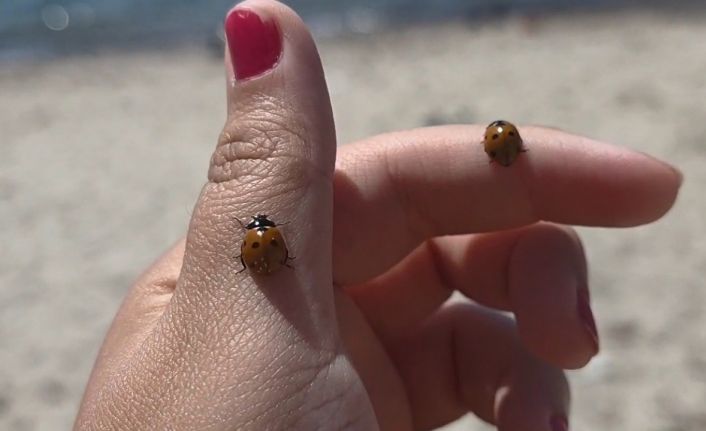Saros Körfezi sahillerinde uğur böceği istilası: Tatilcilere zor anlar yaşattı