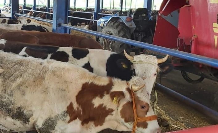 Selendi’nin 8 mahallesinde şap alarmı