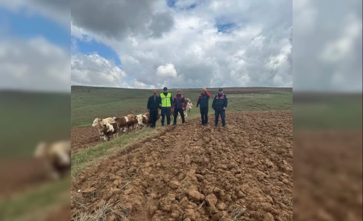 Sivas’ta kaybolan 9 büyükbaş hayvan, dronla bulundu