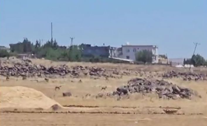 Siverek’te nesli tükenme tehlikesi altındaki ceylanlar görüntülendi