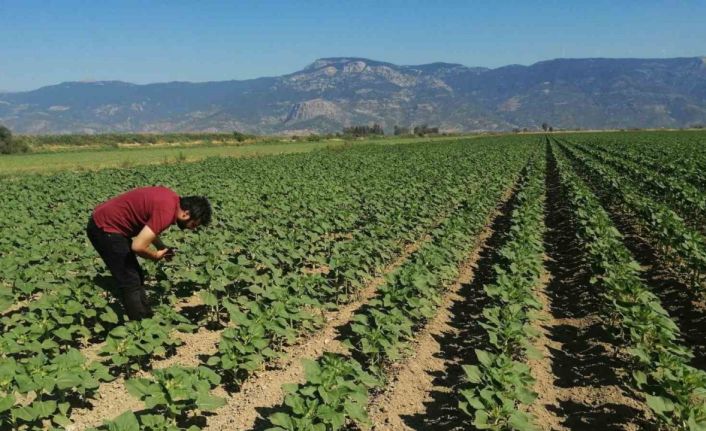 Söke’de ayçiçeği tarlaları taranıyor