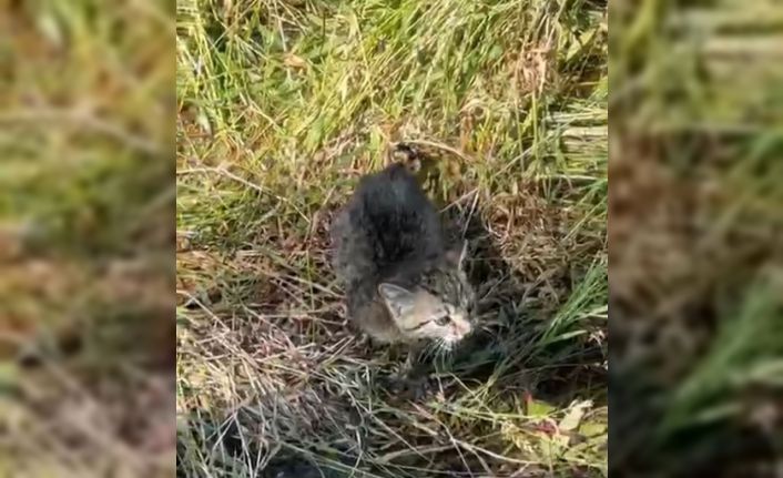 Su kanalda mahsur kalan yavru kedinin yardımına polis yetişti