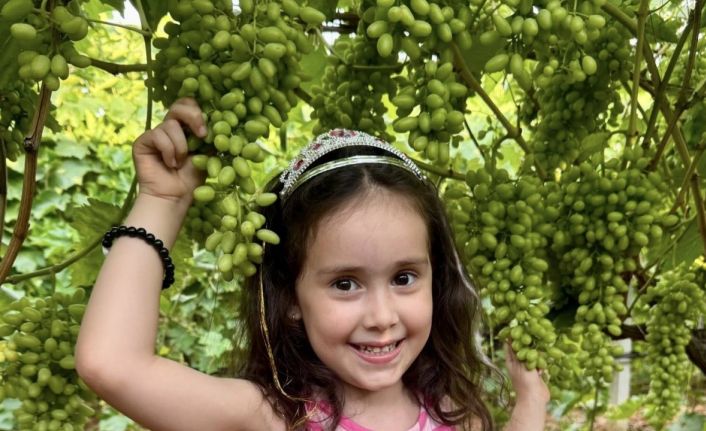 Sultaniye Üzümü çiftçinin baş tacı