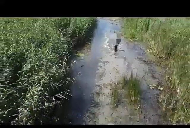 Sülük toplamak için gitti kayboldu