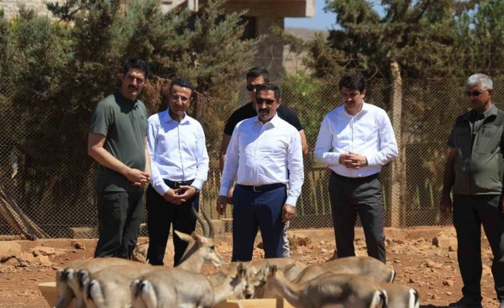 Suriye sınırının sıfır noktasında kurulan merkezle birlikte dağ ceylanlarının sayısı  18 kat arttı