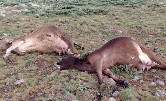 Sürüye yıldırım isabet etti, 3 büyükbaş telef oldu