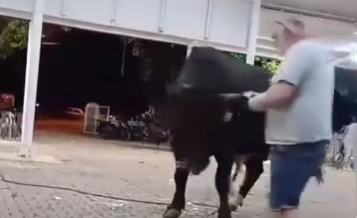 Tanıtımı yapılan boğaya para atarken boynuz darbesiyle yaralandı