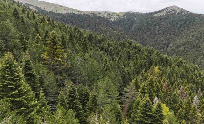 Tarihe yön veren ağaç: Kazdağı Göknarı