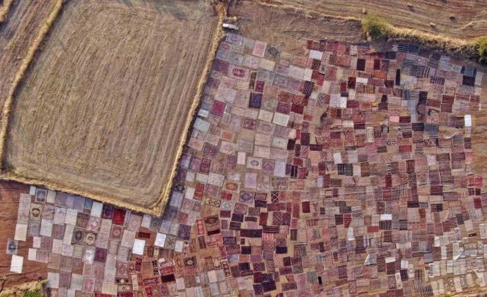 Tarlalarda milyonluk halı nöbeti başladı