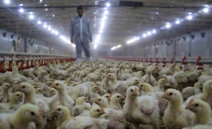 Tavuk eti üretimi aylık yüzde 2,6 arttı