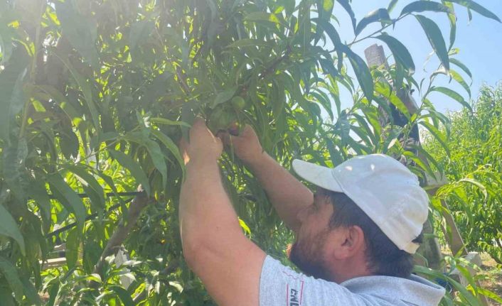 "Tek tek" günde 1200 lira kazanıyorlar