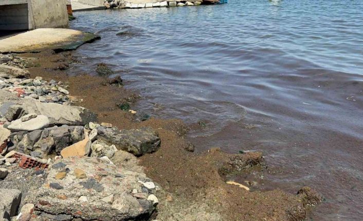 Tekirdağ Sahili’nde kırmızı yosun yoğunluğu dikkat çekti