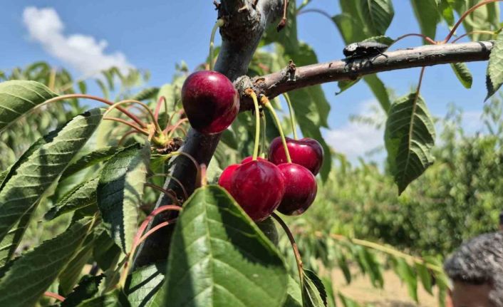 Tekirdağ’da bahçede kiraz 130 ile 250 TL arasında