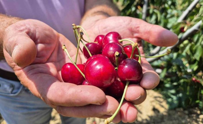 Tekirdağ’da kirazda kalite yükseldi: 3 bin ton rekolte beklentisi