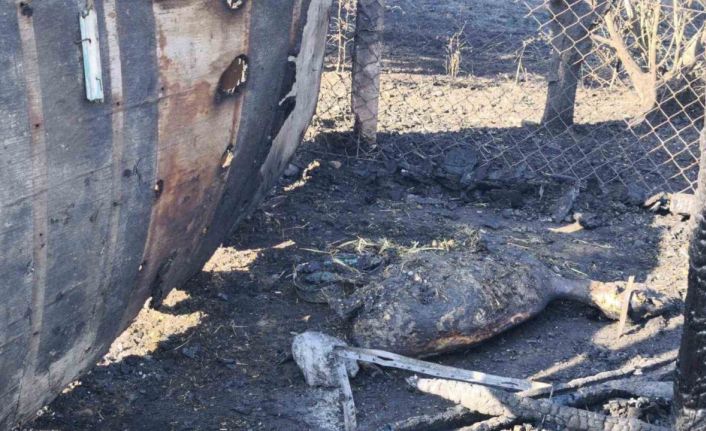 Tekirdağ’daki yangında ağıla sıçrayan alevlerde 35 hayvan telef oldu