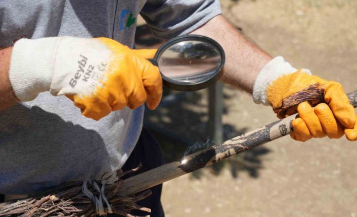 Temizlik işçisinin sıra dışı yeteneği: Güneşi kalem gibi kullanıyor