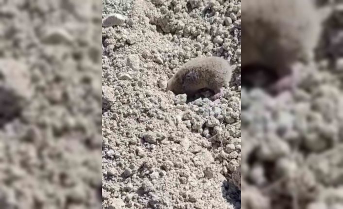 Toprağı eşeleyip ortadan kayboldu