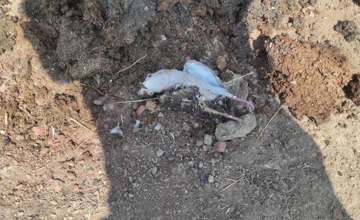 Trafoya kuş çarptı, alevler kısa sürede söndürüldü