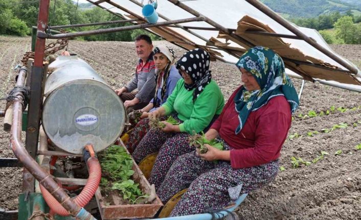 Tütün fideleri toprakla buluşmaya başladı