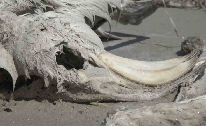 Tuz Gölü’nde yüzlerce flamingo ölü olarak bulundu