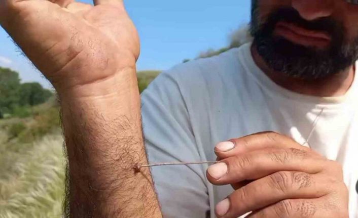 Uzmanı uyardı: "Kenenin vücutta kalma süresi hastalığın bulaşma riskini yükseltiyor"