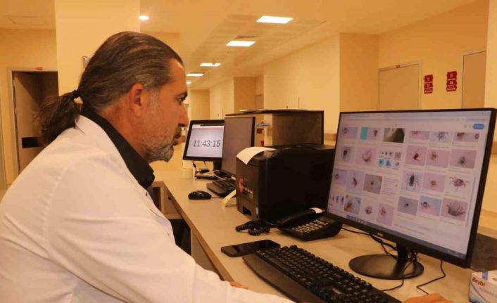 Uzmanından kene uyarısı; Kapalı giysileri tercih edin!