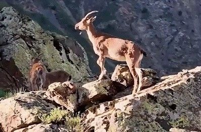 Vali Aydoğdu dağ keçilerinin görüntülerini paylaştı: "Huzurun şehri, Erzincan"