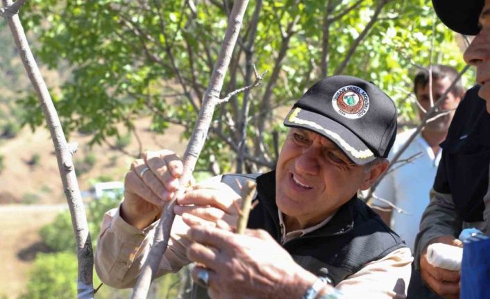 Vali Usta, fıstık aşılama çalışmalarını yerinde inceledi