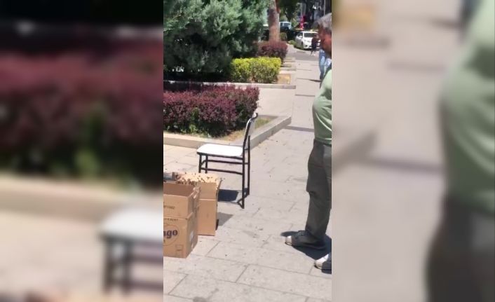 Valilik binası çevresinde süs ağacına kümelenen arılar tedirgin etti