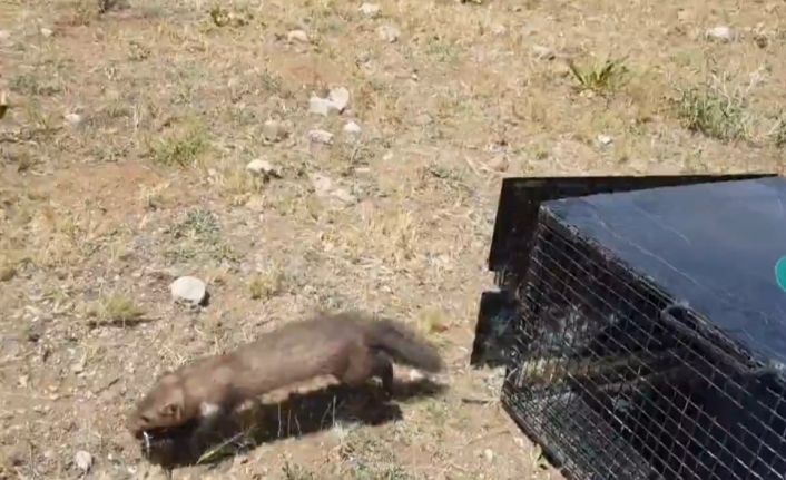 Van’da eve giren 2 sansar yakalanarak doğaya bırakıldı