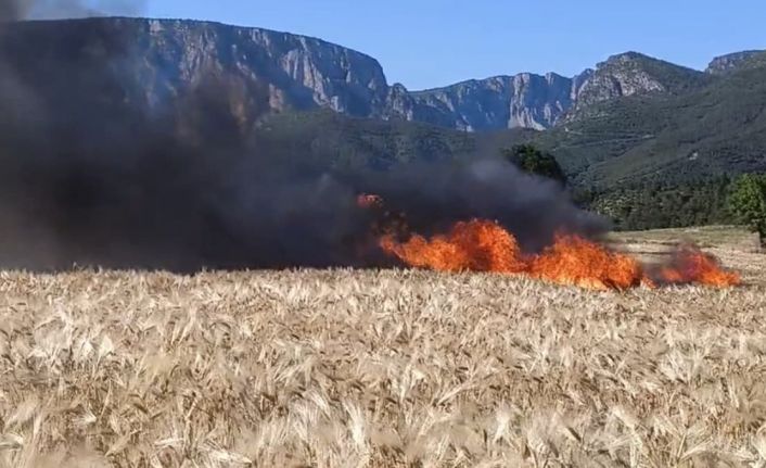 Vezirköprü’de tarlalar alev aldı: 61 dönüm alan kül oldu