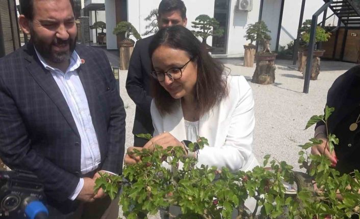 Yalova Bonsai Müzesi’nde dut hasadı