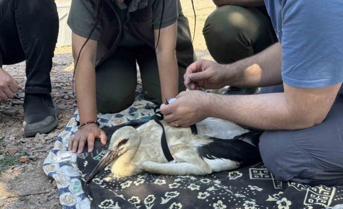 Yaren’in yavruları, uydudan takip edilecek