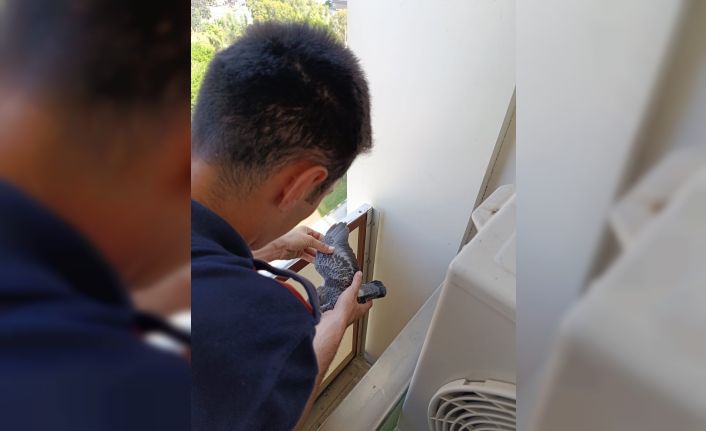 Yavru güvercinlere hayat kurtaran müdahale