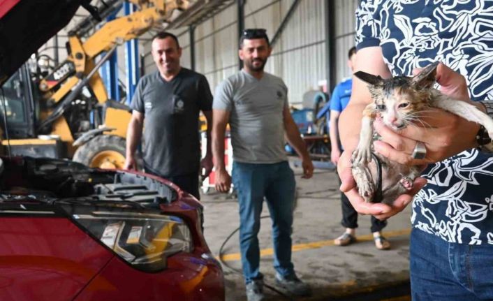 Yavru kedi kurtarma operasyonu