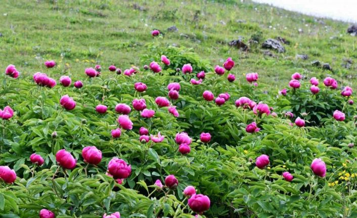 Yılda 10 gün açıyor: Bu çiçeği koparmanın cezası yarım milyon