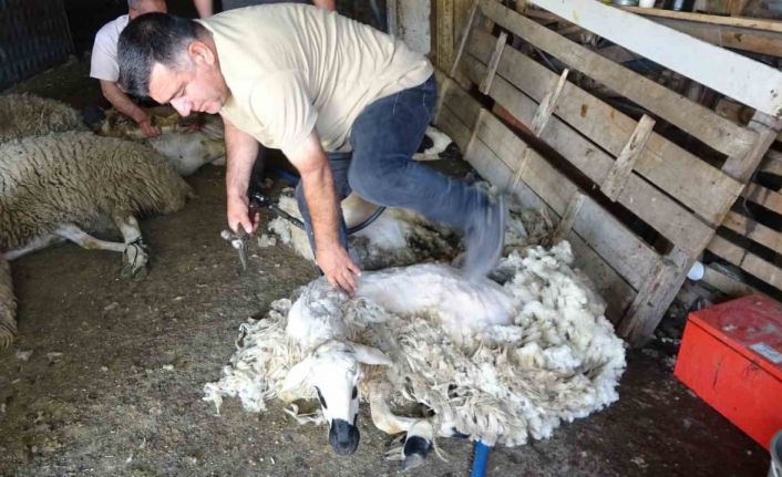 Yozgat’ta koyun kırkma mesaisi başladı