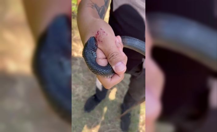 "Zararsız, öldürmeyin" dediği 1 buçuk metrelik yılan bir anda elini ısırdı