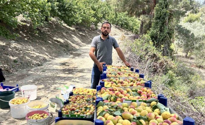 Zirai donu kayıpsız atlatan kayısıda bereketli hasat; 50 TL ile 70 TL arasında alıcı buluyor