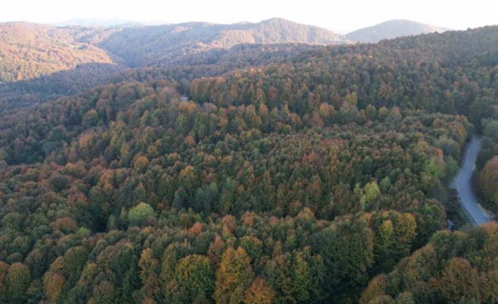 Zonguldak Valiliği 30 Eylül’e kadar ormanlara girişleri yasakladı
