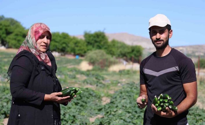 14 yıldır tarladan sofraya: Hal fiyatına organik salatalık
