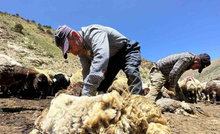 1 yılda büyüyen yünler, 3 dakika kırkılıyor