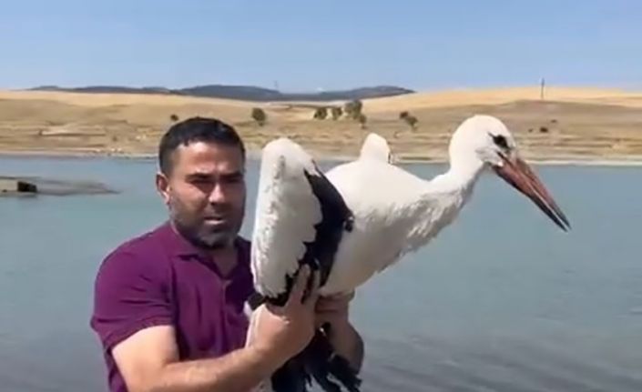 3 ay önce yaralı teslim alınan leylek sağlığına kavuştu, doğaya bırakıldı