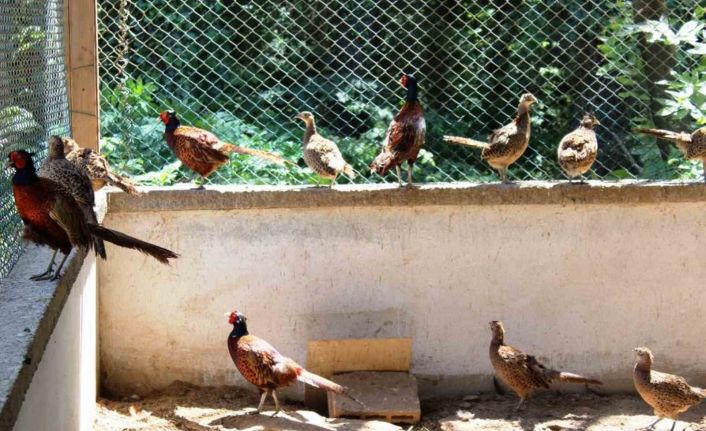 3 yılda 20 bin sülün doğaya salındı