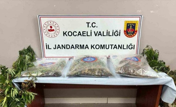 556 kök kenevir ve 5 kilo skunk ele geçirildi: 2 şüpheli tutuklandı