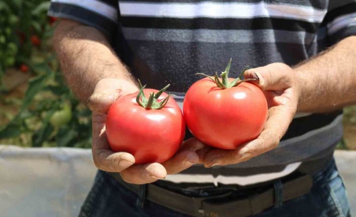 70 derecede Türkiye’nin en lezzetli domatesleri Eskişehir’de yetişiyor