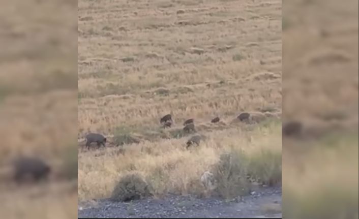 Aç kalan domuz sürüsü şehre indi