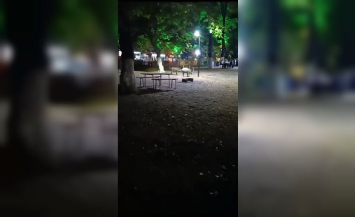 Aç kalan domuzlar, piknik alanında görüntülendi