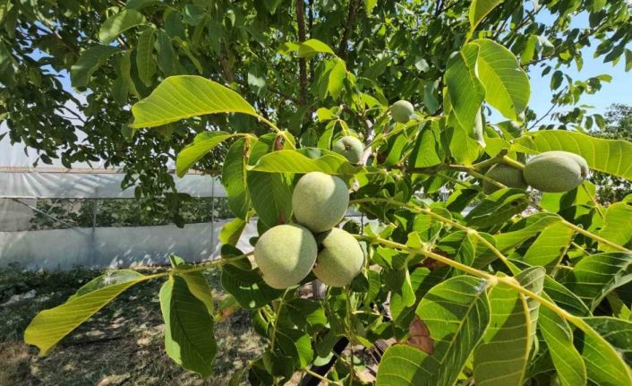Adilcevaz’da ceviz rekoltesinde rekor beklenti