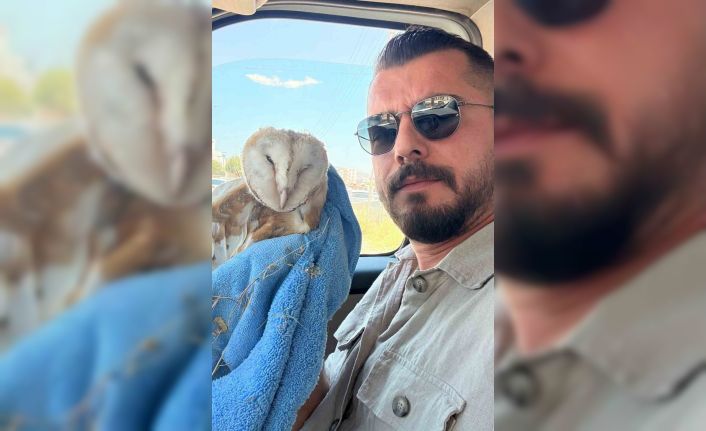 Adıyaman’da bitkin halde Bayağı Peçeli Baykuş bulundu
